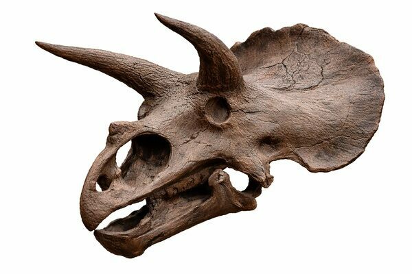 Triceratops had one of the largest skulls of any land animal ever, up to 8 feet wide.